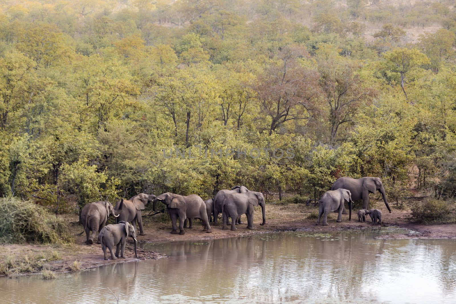 African bush elephant herd along Mopani lake in Kruger National park, South Africa ; Specie Loxodonta africana family of Elephantidae