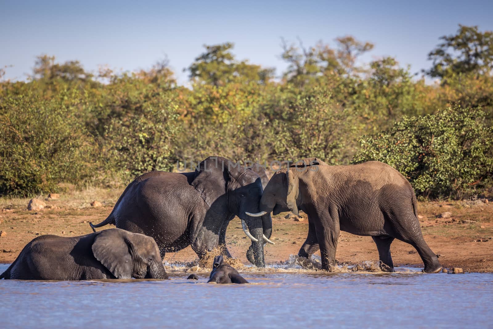 African bush elephant in Kruger National park, South Africa by PACOCOMO