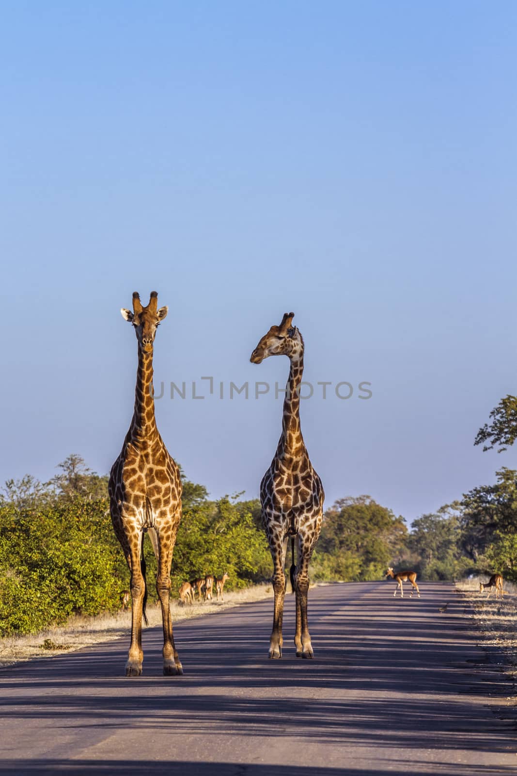 Two Giraffes walking on safari road in Kruger National park, South Africa ; Specie Giraffa camelopardalis family of Giraffidae