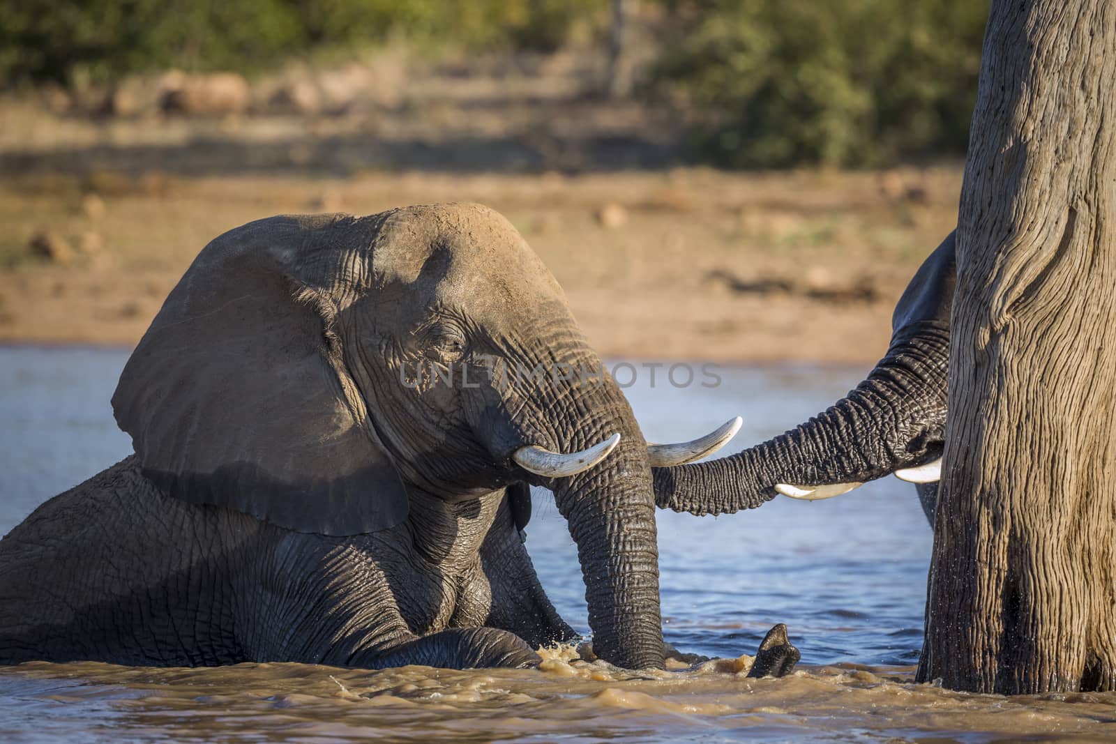 Two African bush elephants playing in water in Kruger National park, South Africa ; Specie Loxodonta africana family of Elephantidae