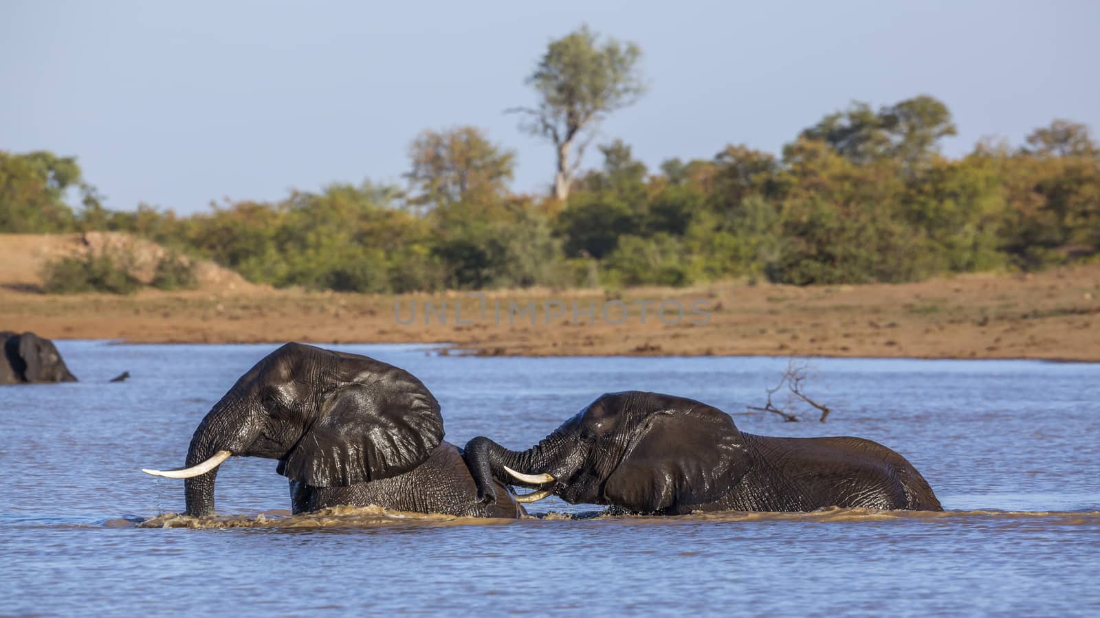 African bush elephant in Kruger National park, South Africa by PACOCOMO