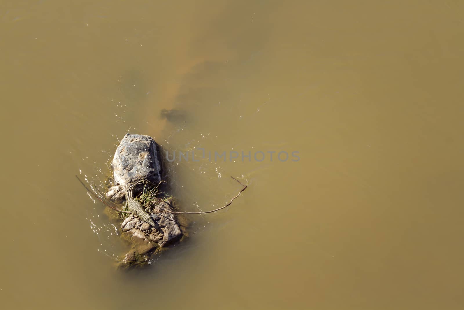 Aerial view of Nile crocodile in middle of river in Kruger National park, South Africa ; Specie Crocodylus niloticus family of Crocodylidae