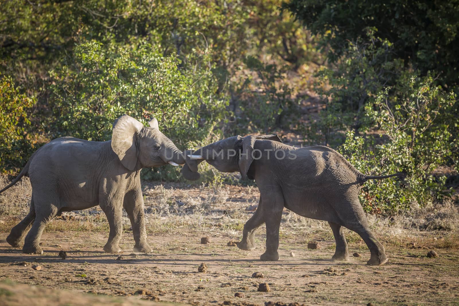 Two young African bush elephants playing in duel in Kruger National park, South Africa ; Specie Loxodonta africana family of Elephantidae