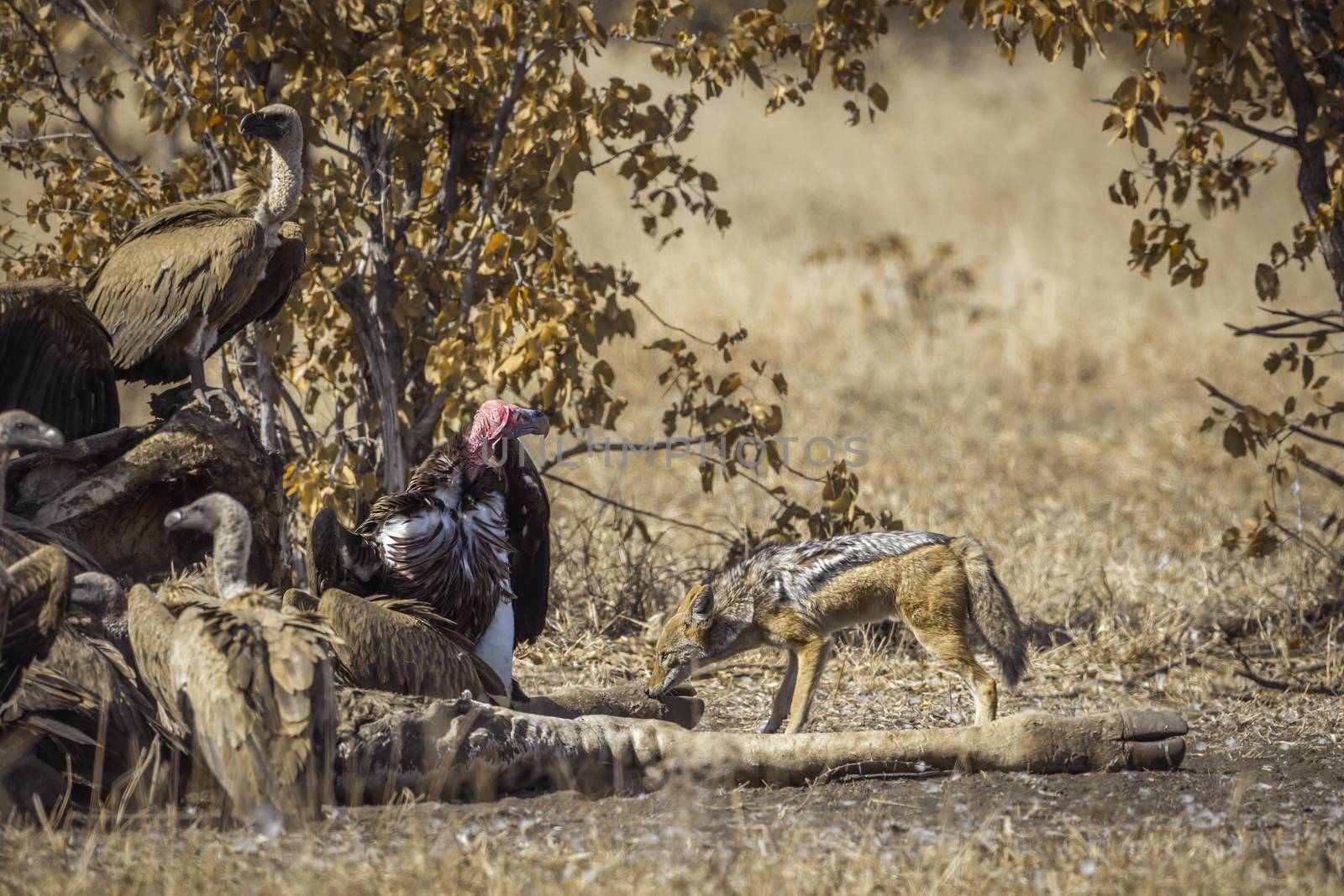 Black backed jackal, white back vulture and Lappet faced Vulture scavenging a dead giraffe in Kruger National park, South Africa ;  Specie Canis mesomelas,  Torgos tracheliotos;Gyps africanus