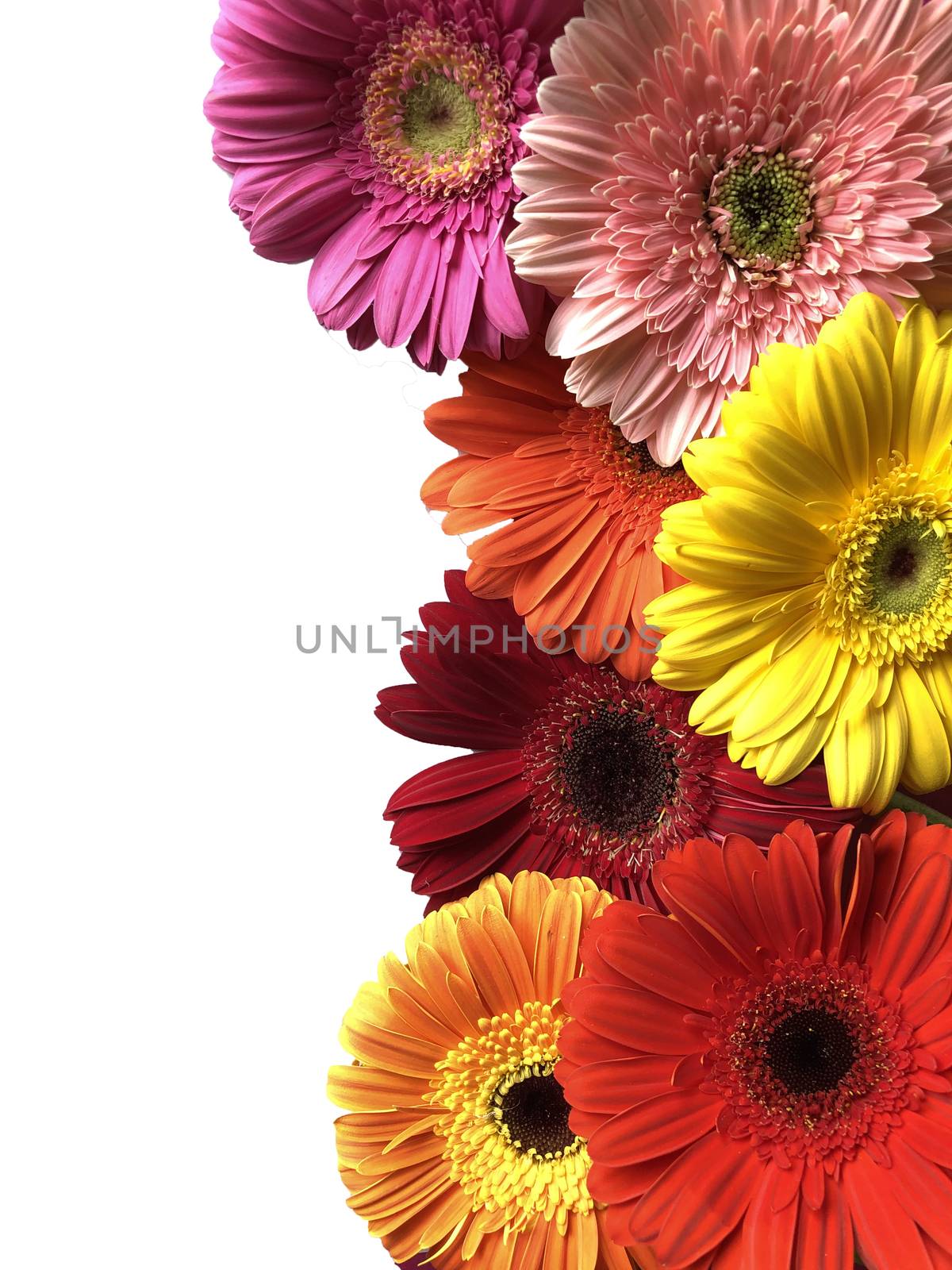 Colorful yellow orange pink red gerbera daisy flowers on a white background