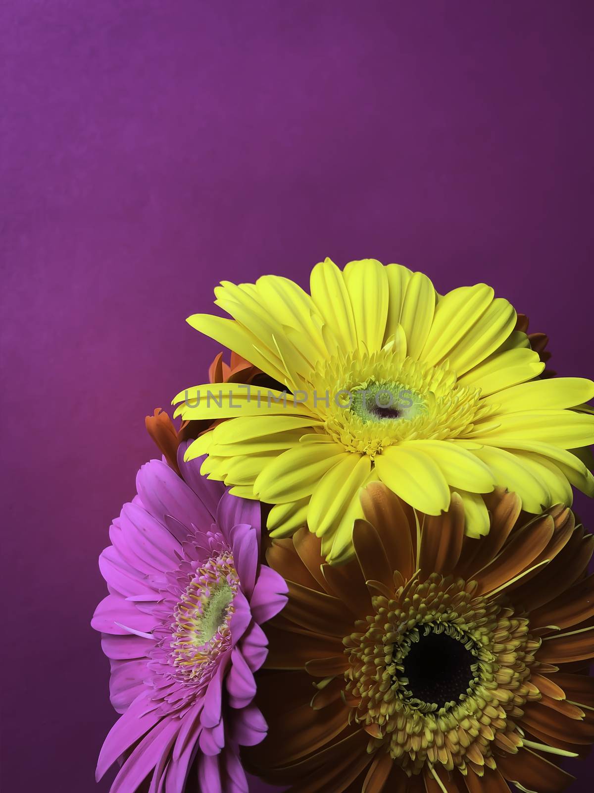 Close up 3 yellow orange pink gerbera daisy flowers on a purple  by AlonaGryadovaya