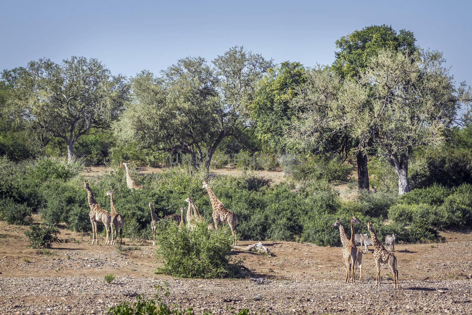 Group of Giraffes eating in green savannah in Kruger National park, South Africa ; Specie Giraffa camelopardalis family of Giraffidae