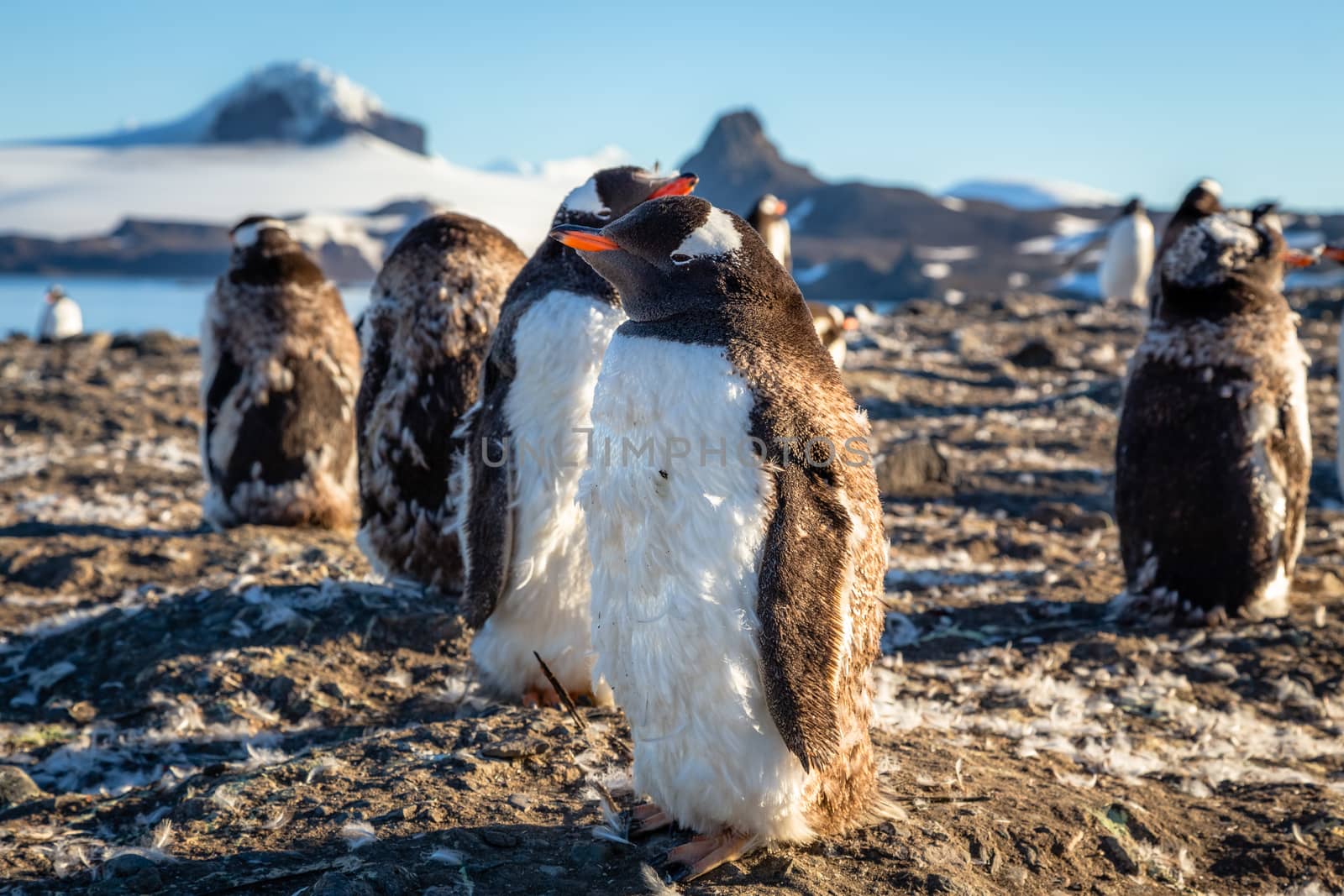 Fat gentoo penguin chick enjoing the sun with his flock at the B by ambeon