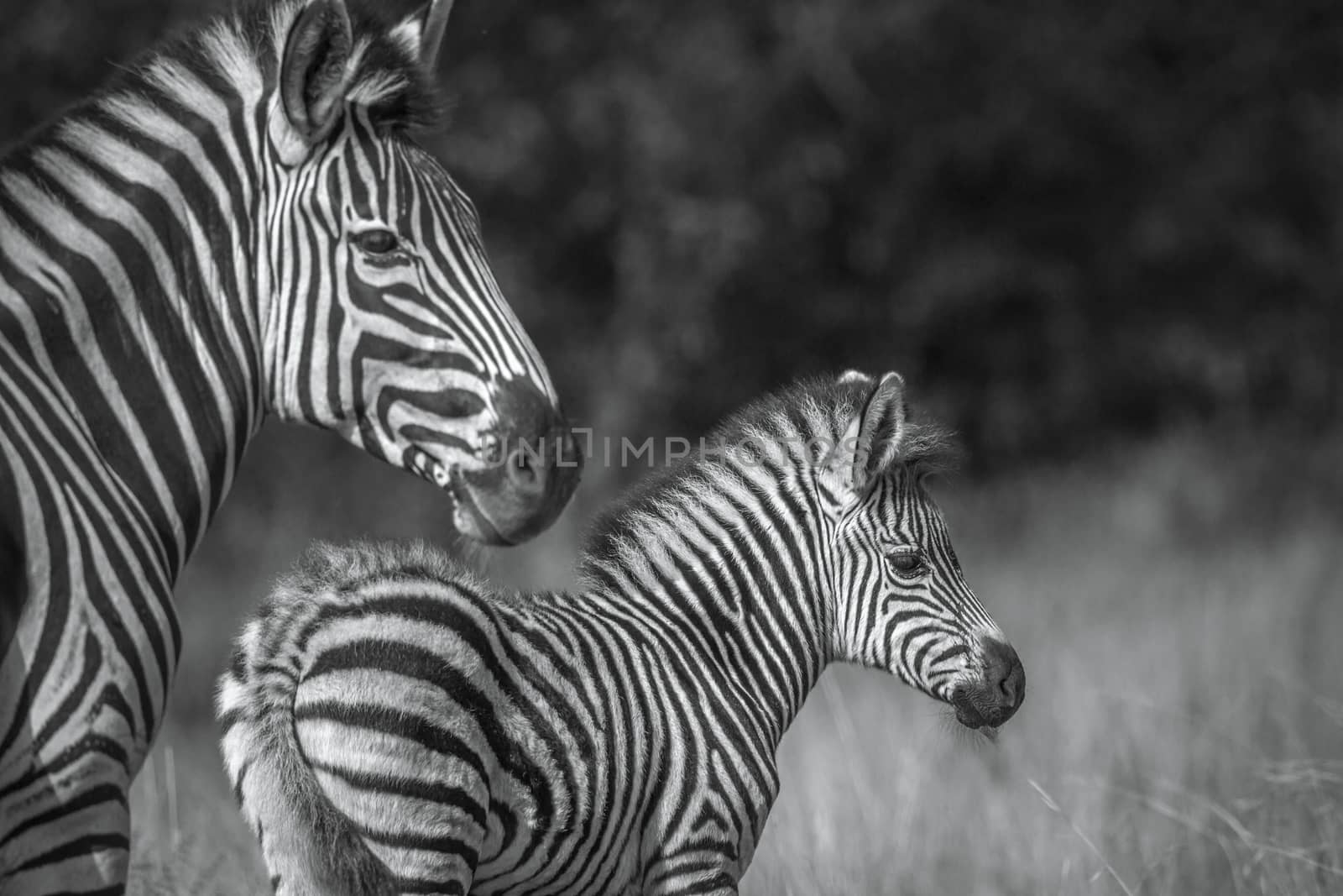 Baby Plains zebra with his mother in Kruger National park, South Africa ; Specie Equus quagga burchellii family of Equidae