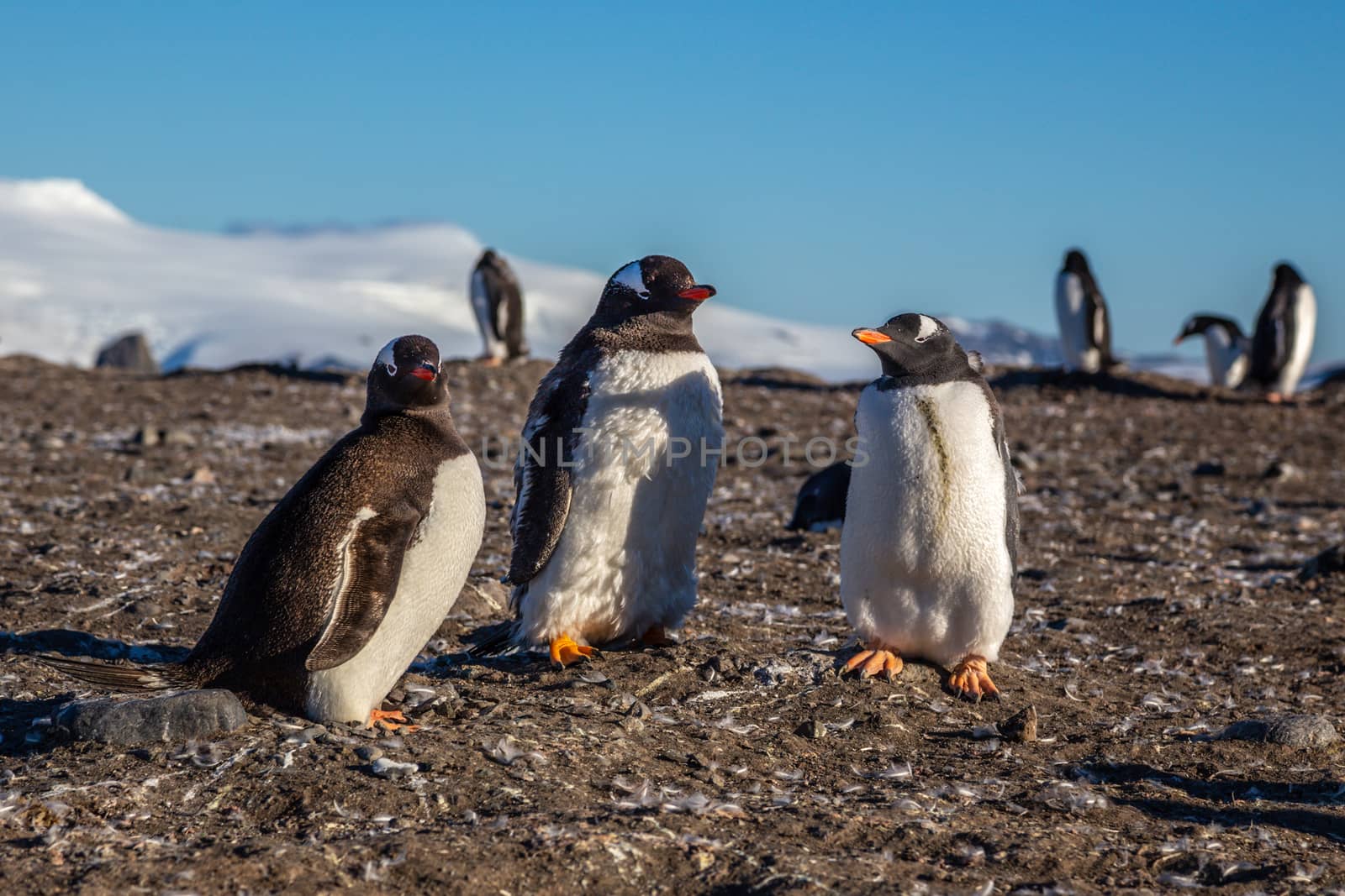 Gentoo penguin family enjoing the sun light at the Barrientos Is by ambeon