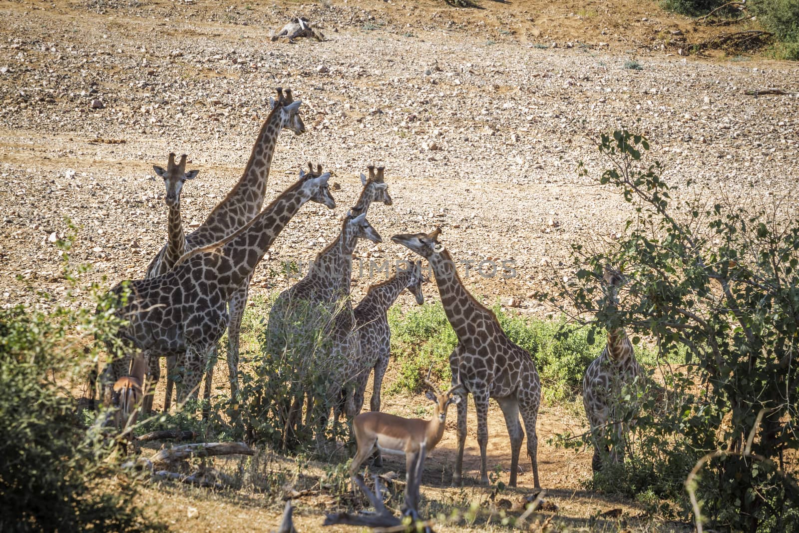 Giraffe in Kruger National park, South Africa ; Specie Giraffa camelopardalis family of Giraffidae