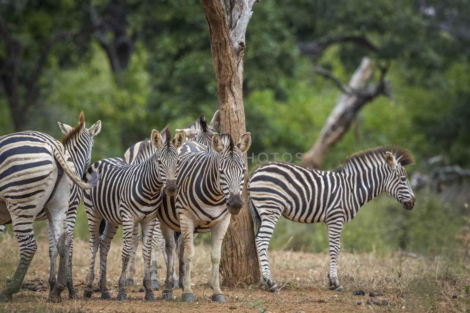 Plains zebra family standing in savannah in Kruger National park, South Africa ; Specie Equus quagga burchellii family of Equidae