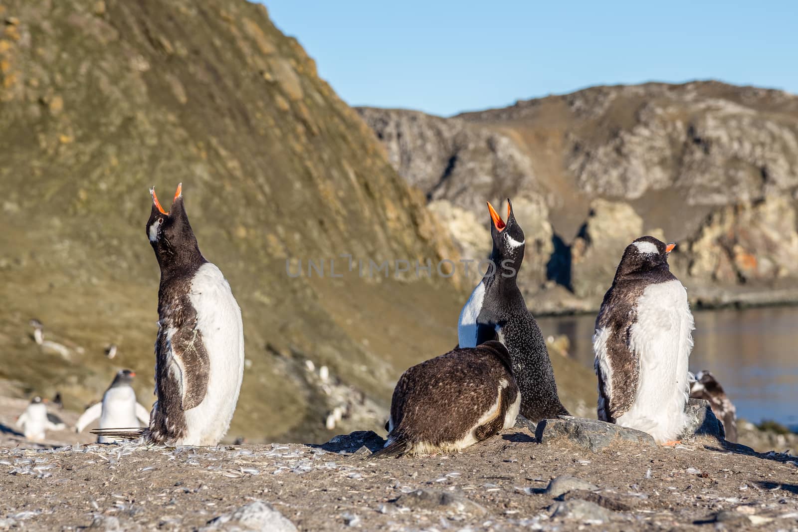 Several gentoo penguins chicks enjoing the sun and singing at th by ambeon