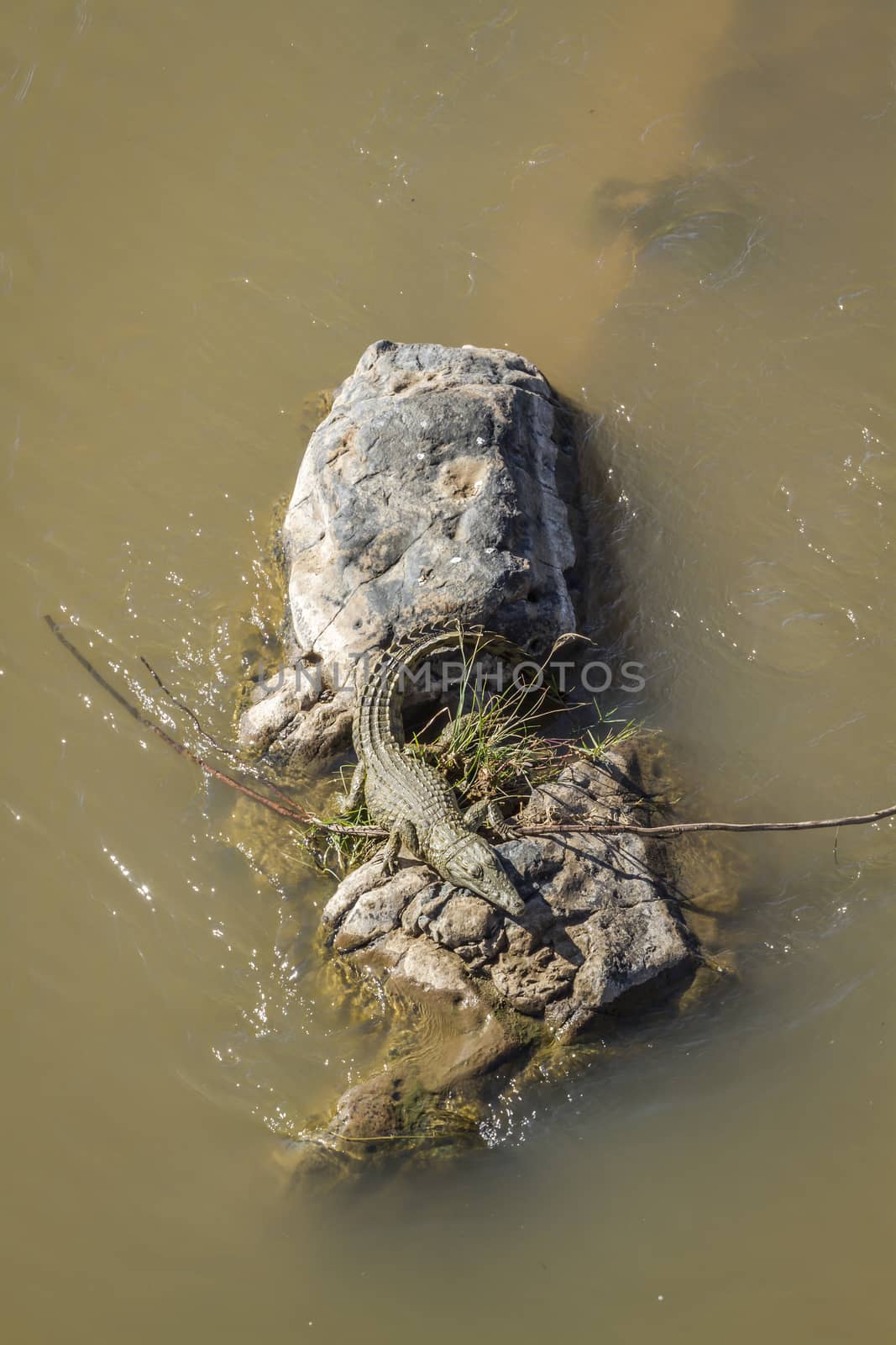 Aerial view of Nile crocodile in middle of river in Kruger National park, South Africa ; Specie Crocodylus niloticus family of Crocodylidae