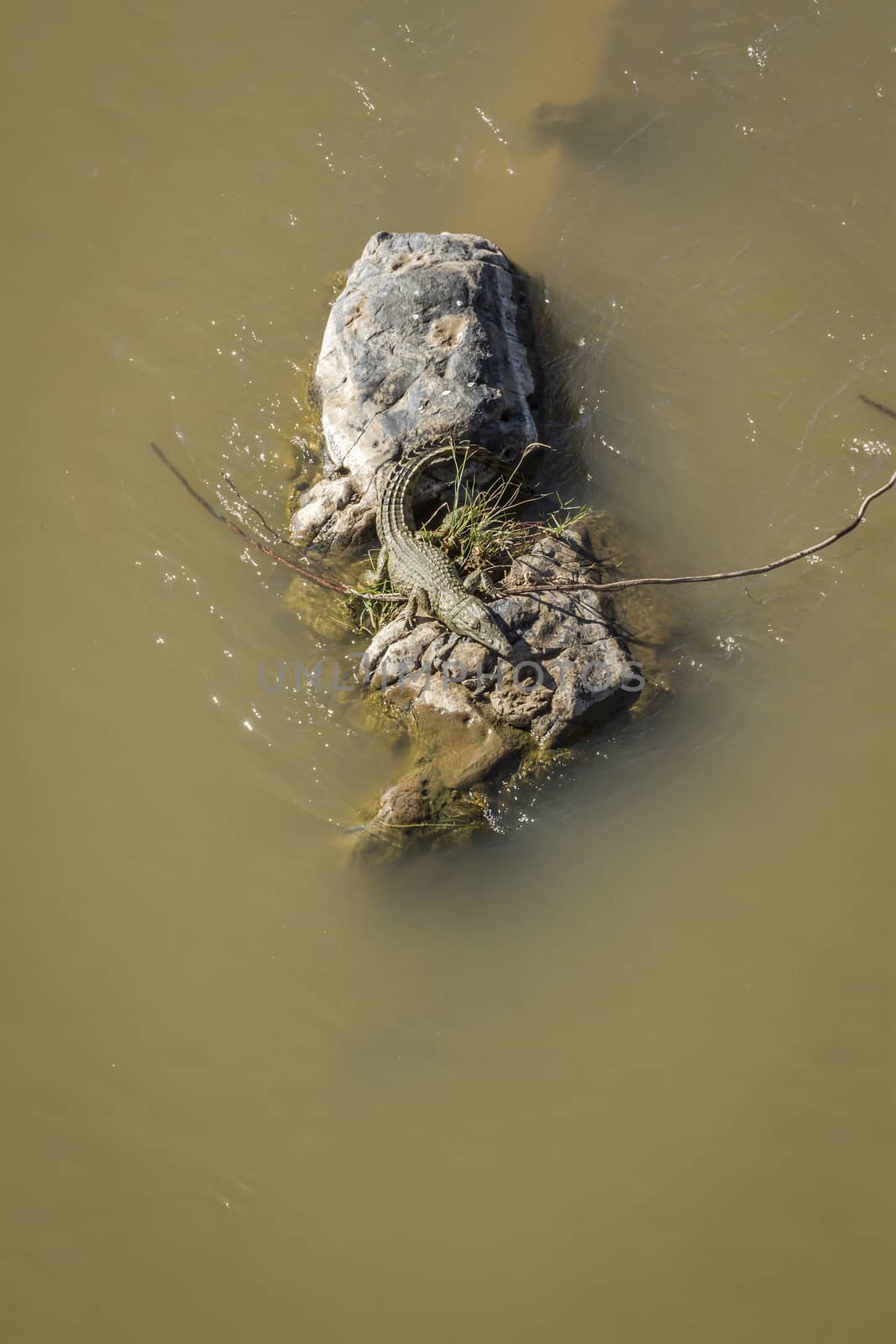 Nile crocodile in Kruger National park, South Africa by PACOCOMO