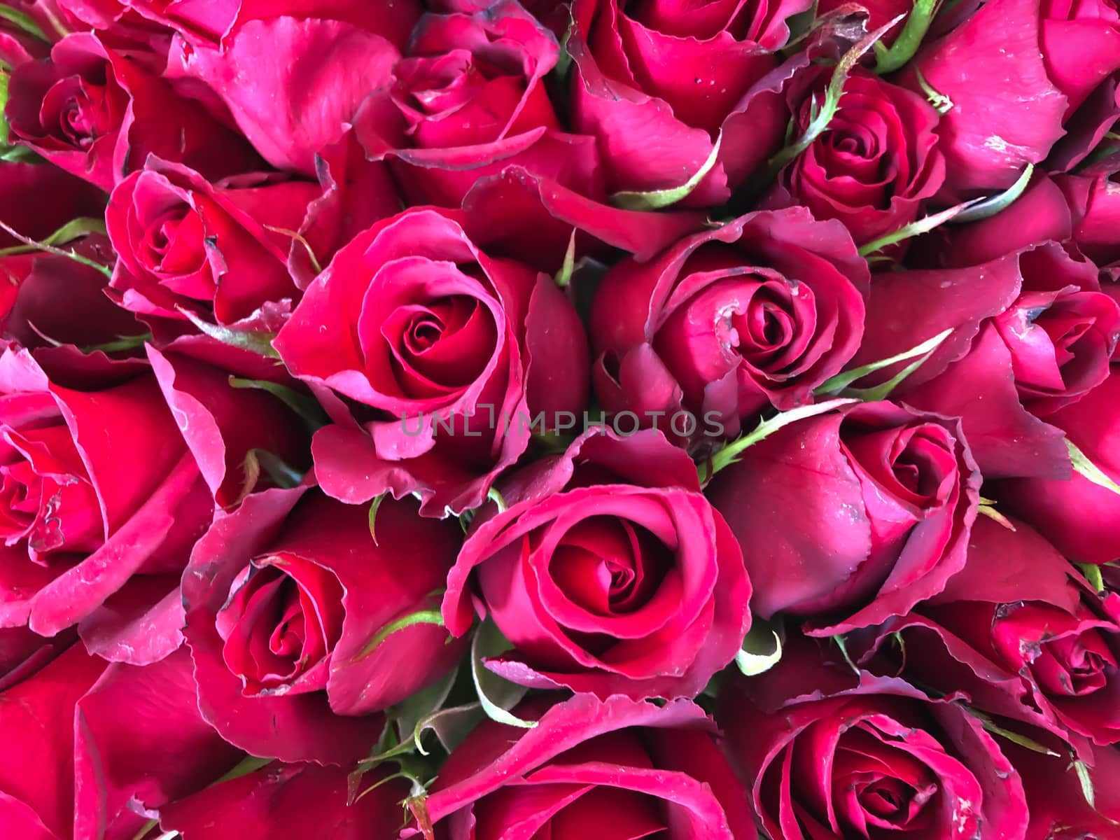 Plenty red natural roses pattern. Horizontal stock image of 101 roses bouquet. 