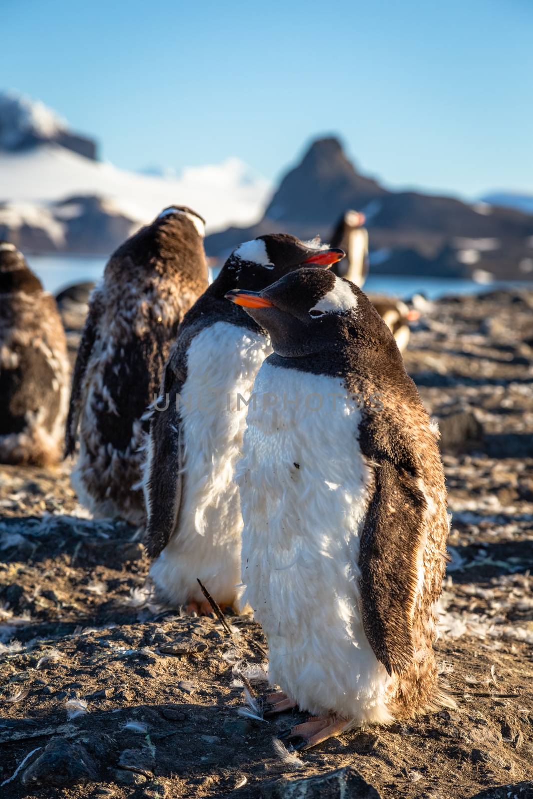 Fat gentoo penguin chick enjoing the sun with his flock at the B by ambeon