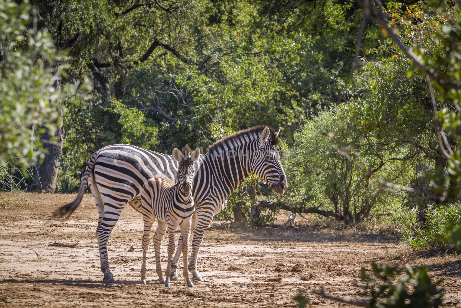 Plains zebra female and young in Kruger National park, South Africa ; Specie Equus quagga burchellii family of Equidae