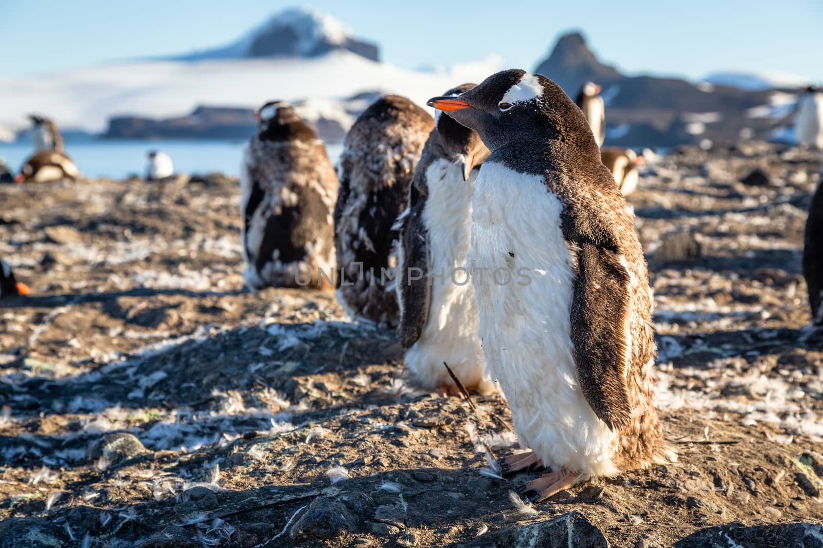 Fat gentoo penguin chick enjoing the sun with his flock at the B by ambeon