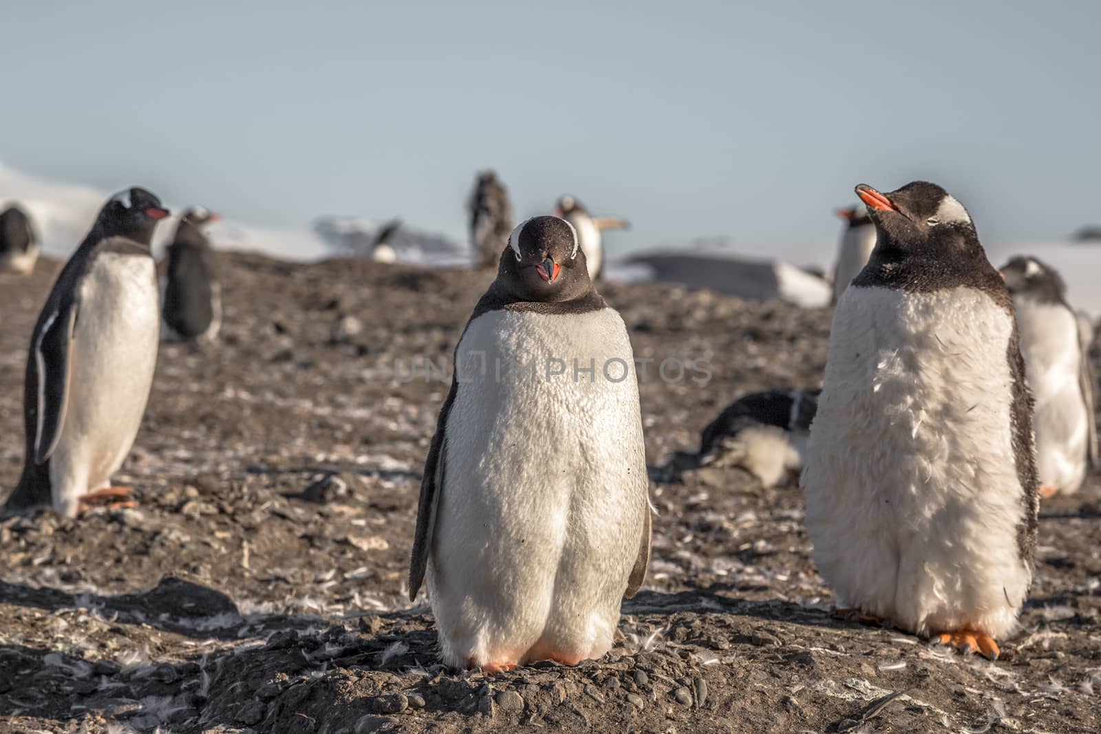 Fat gentoo penguin chick enjoing the sun with his flock at the B by ambeon