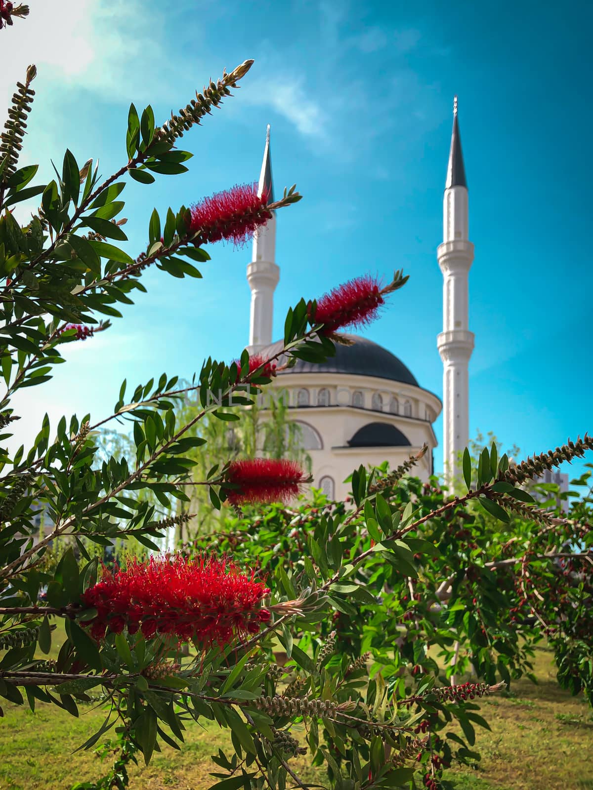 New beautiful white mosque in Turkey with red flowers on a sunny day, blue sky background, Ramazan Bayram, Ramadan, Kurban, Kandil