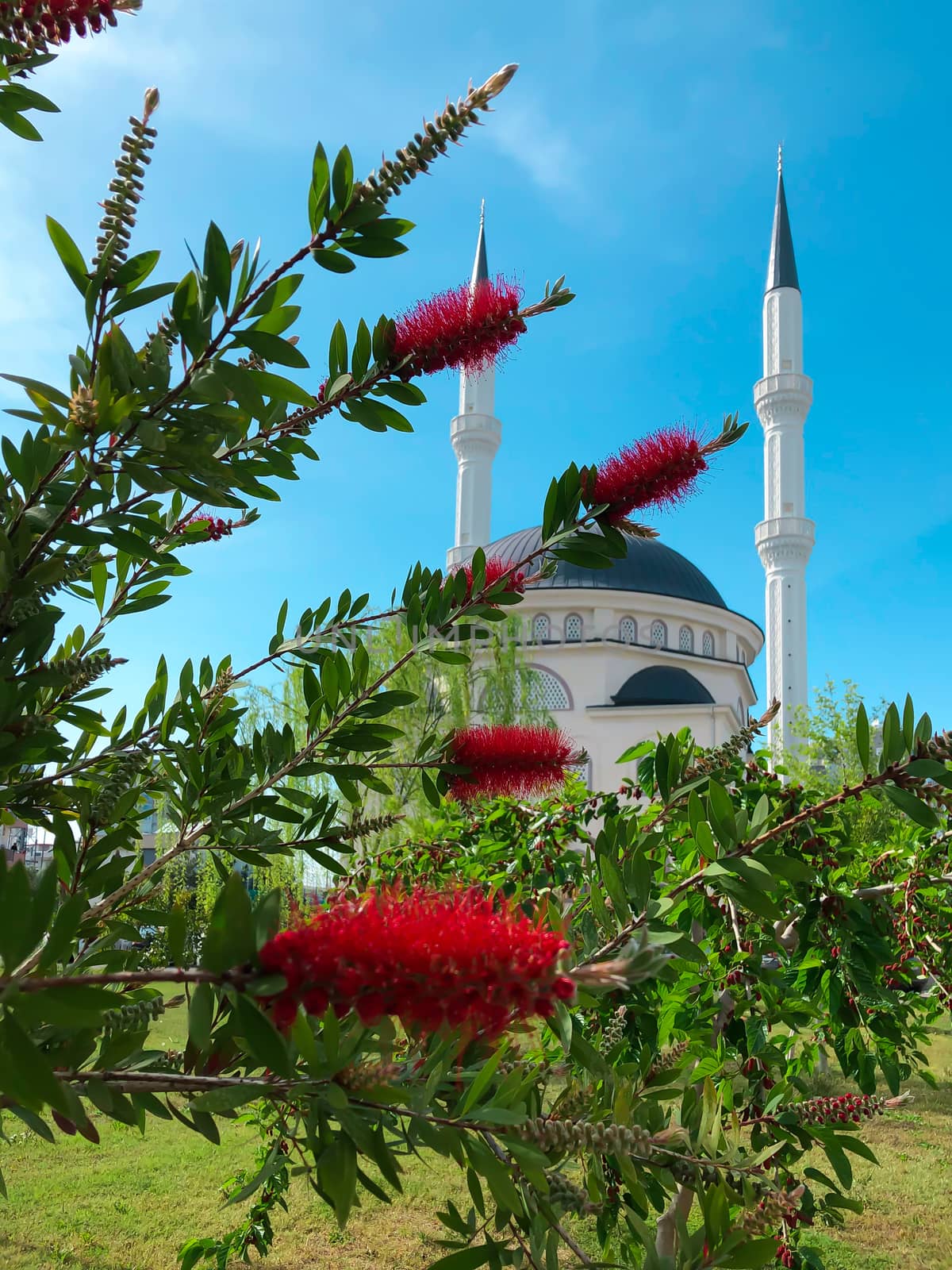 New beautiful white mosque in Turkey with red flowers on a sunny day, blue sky background, Ramazan Bayram, Ramadan, Kurban, Kandil