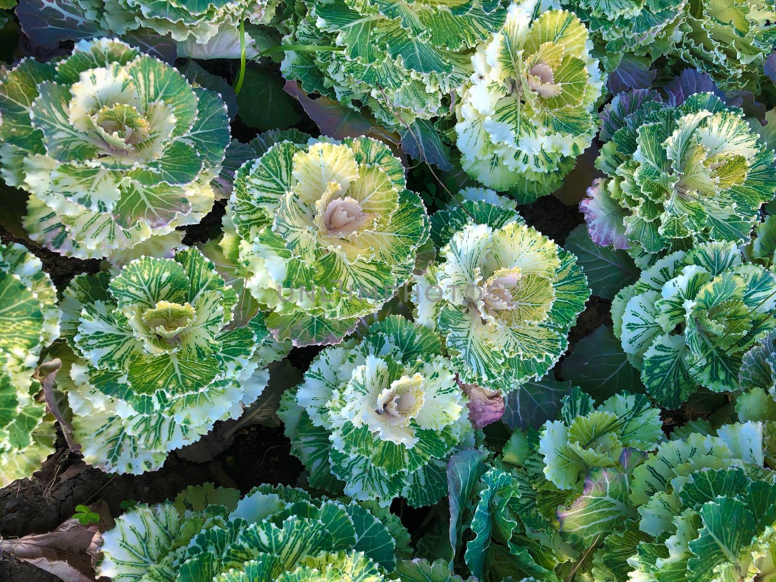 Close up vivid green and white decorative cabbage flowerbed