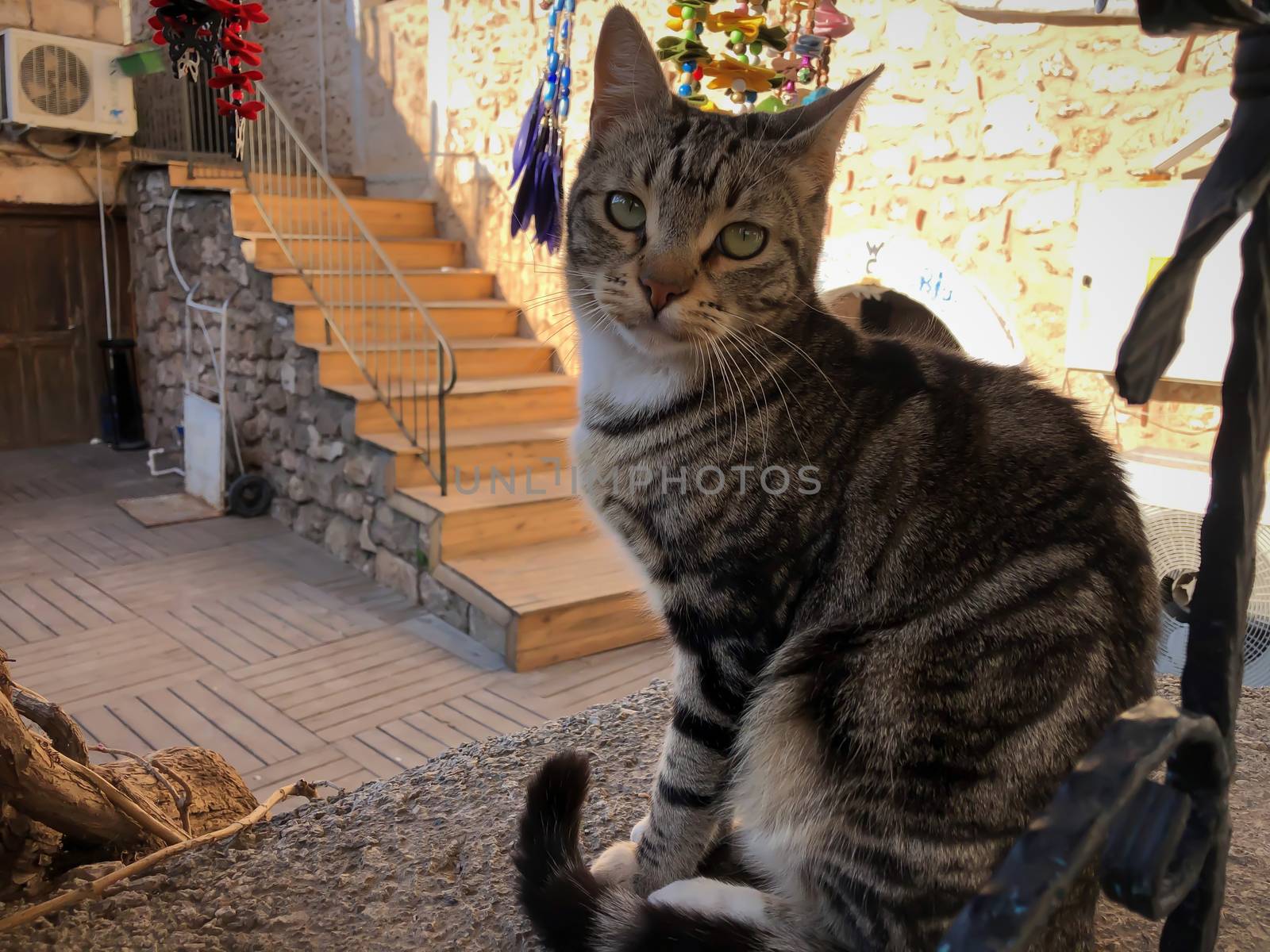 Close up gray and white cat with green eyes sitting and relaxing in Antalya old town