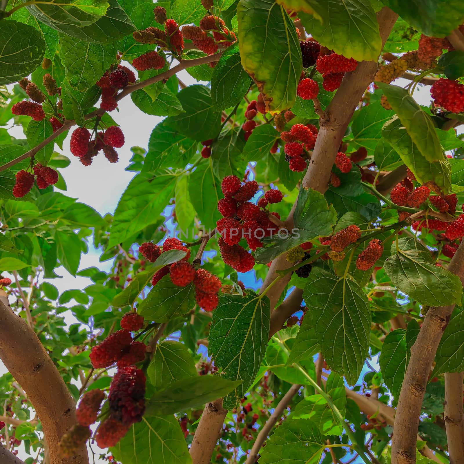 Organic mulberry tree and green leaves. Ripe purple red mulberry fruits on a branch in spring