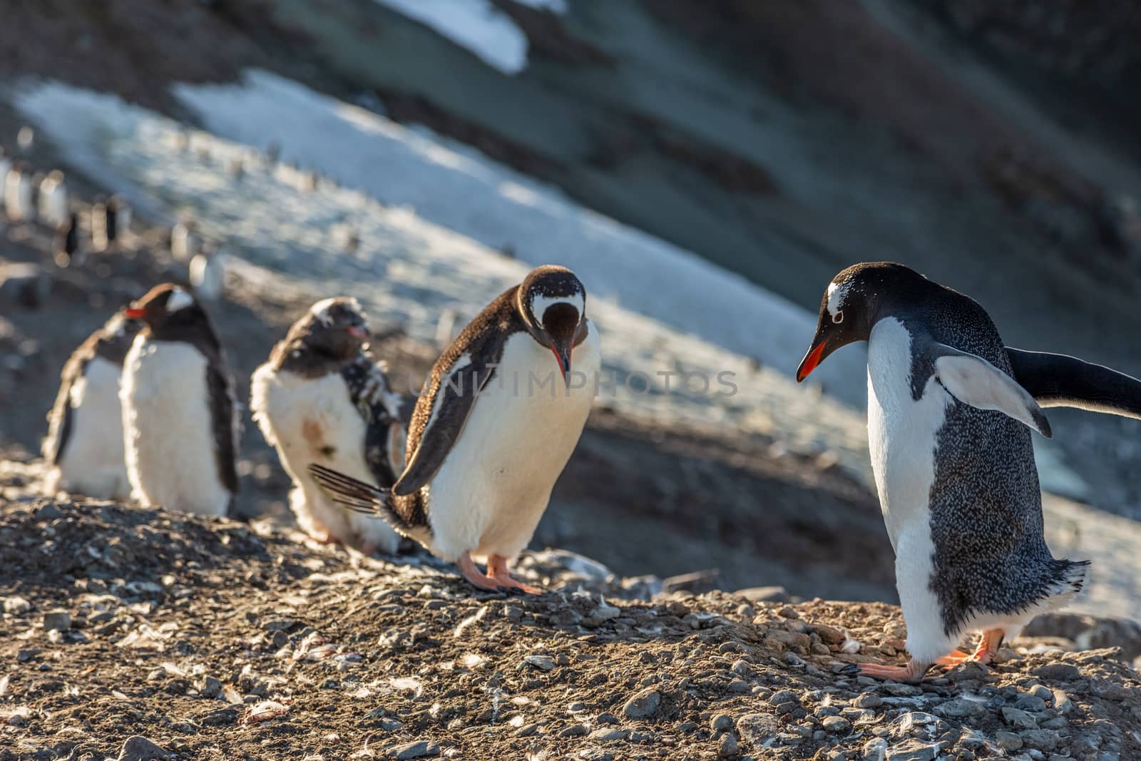 Several gentoo penguins chicks enjoing the sun at the Barrientos Island, Antarctic