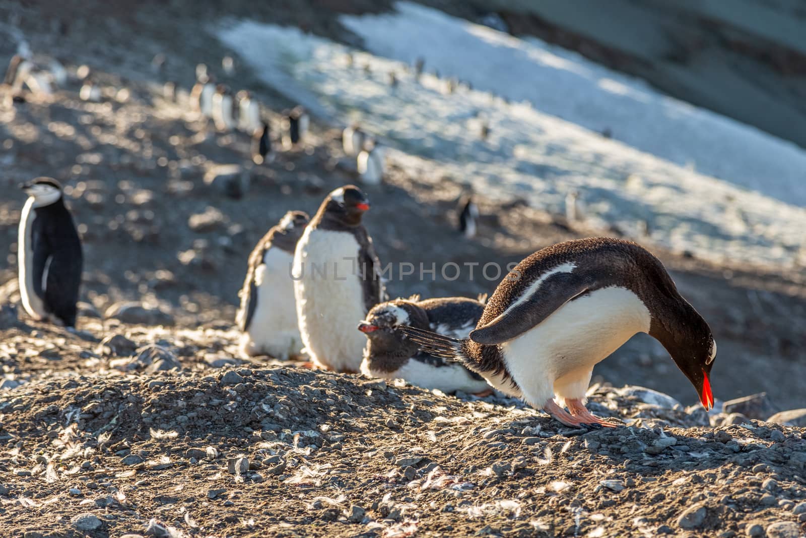 Several gentoo penguins chicks enjoing the sun at the Barrientos by ambeon