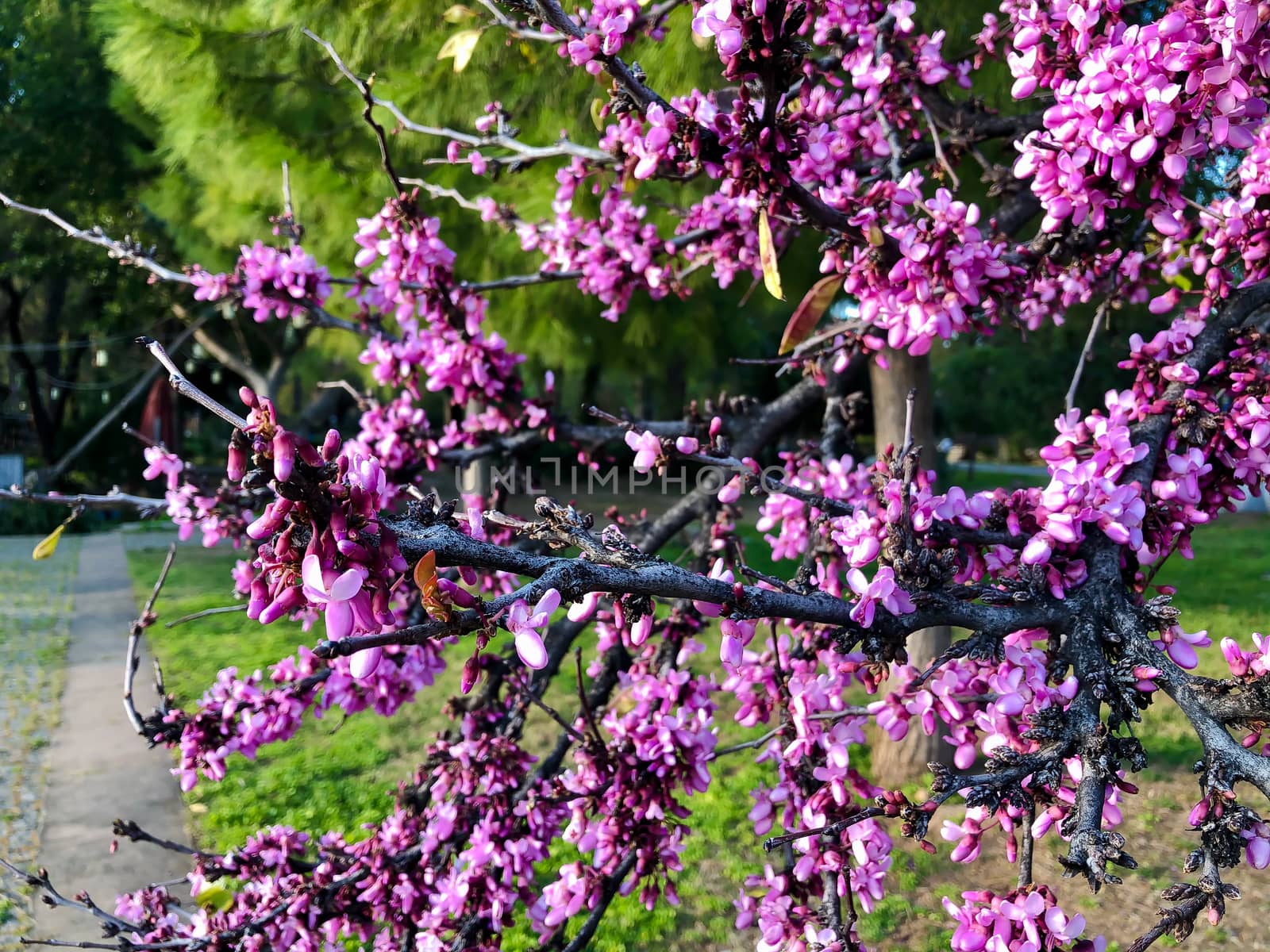 Sakura cherry spring blossom flower on green pine background