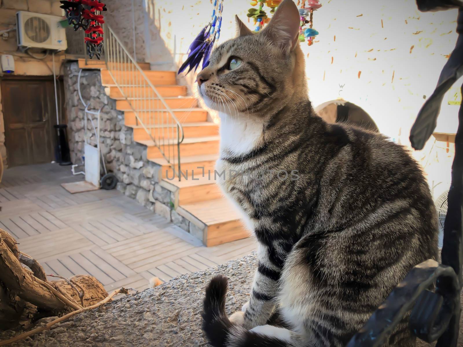 Close up gray and white cat with green eyes sitting and relaxing in Antalya old town