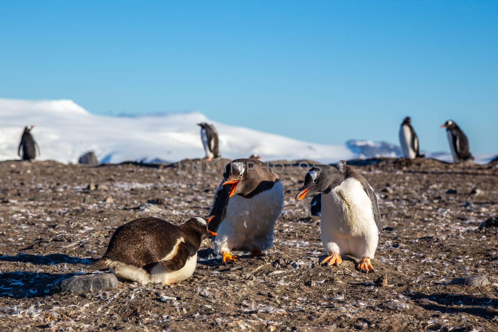 Gentoo penguin family conflict at the Barrientos Island, Antarct by ambeon
