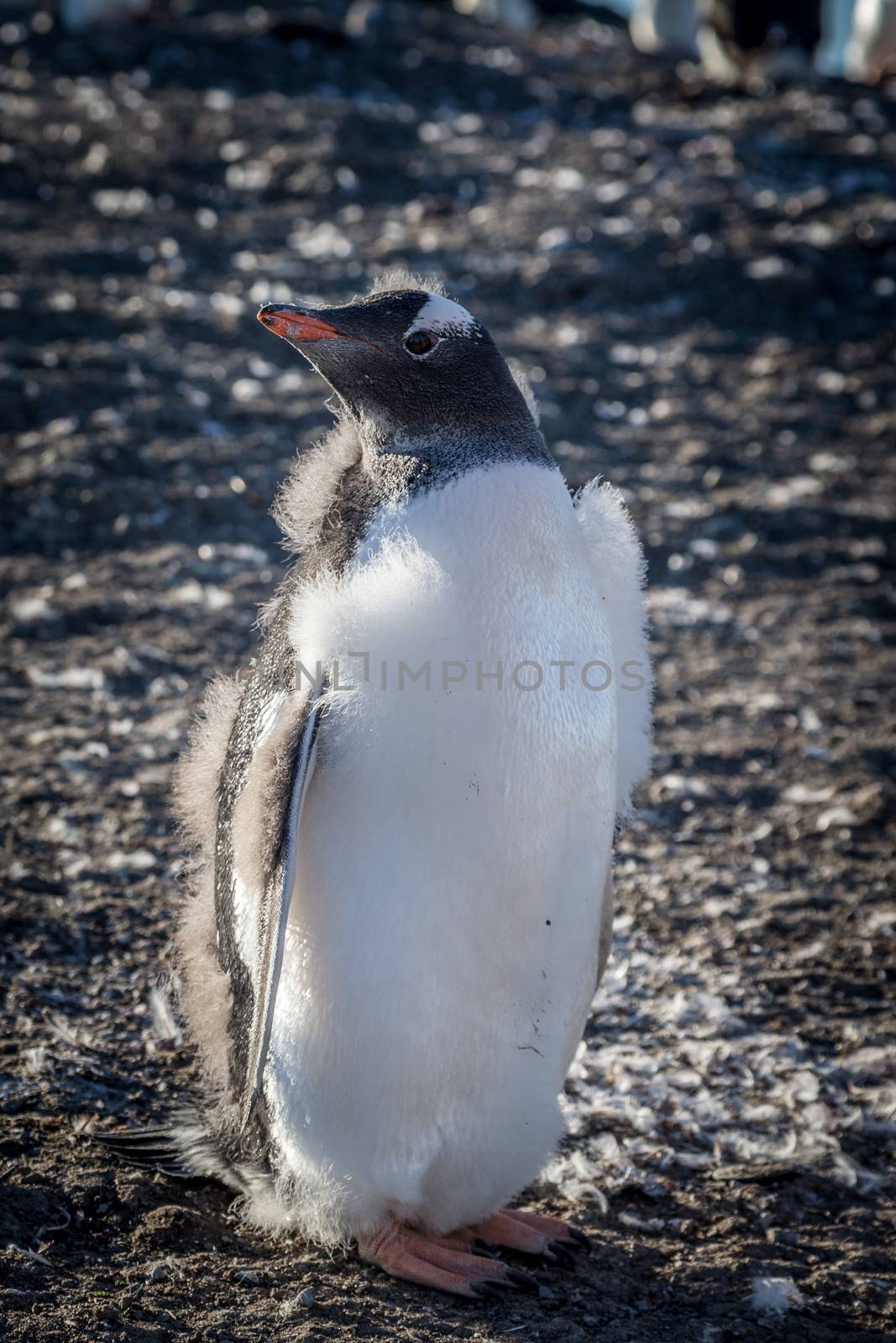 Furry gentoo penguin chick enjoing the sun light at the Barrientos Island, Antarctic