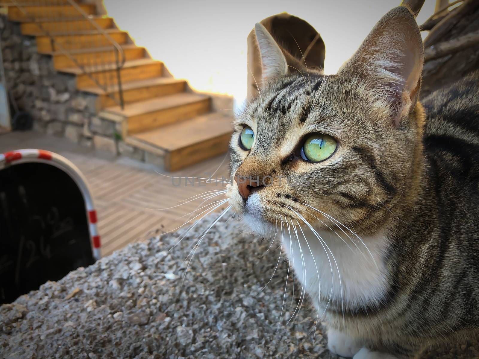 Close up gray and white cat with green eyes sitting and relaxing in Antalya old town