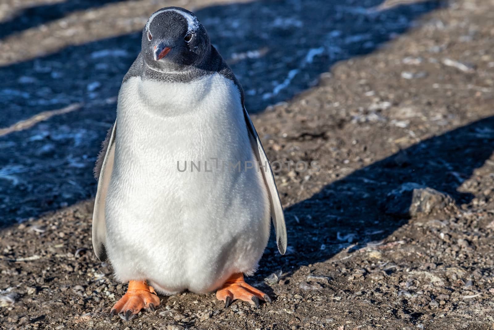 Fat gentoo penguin chick enjoing the sun light at the Barrientos by ambeon