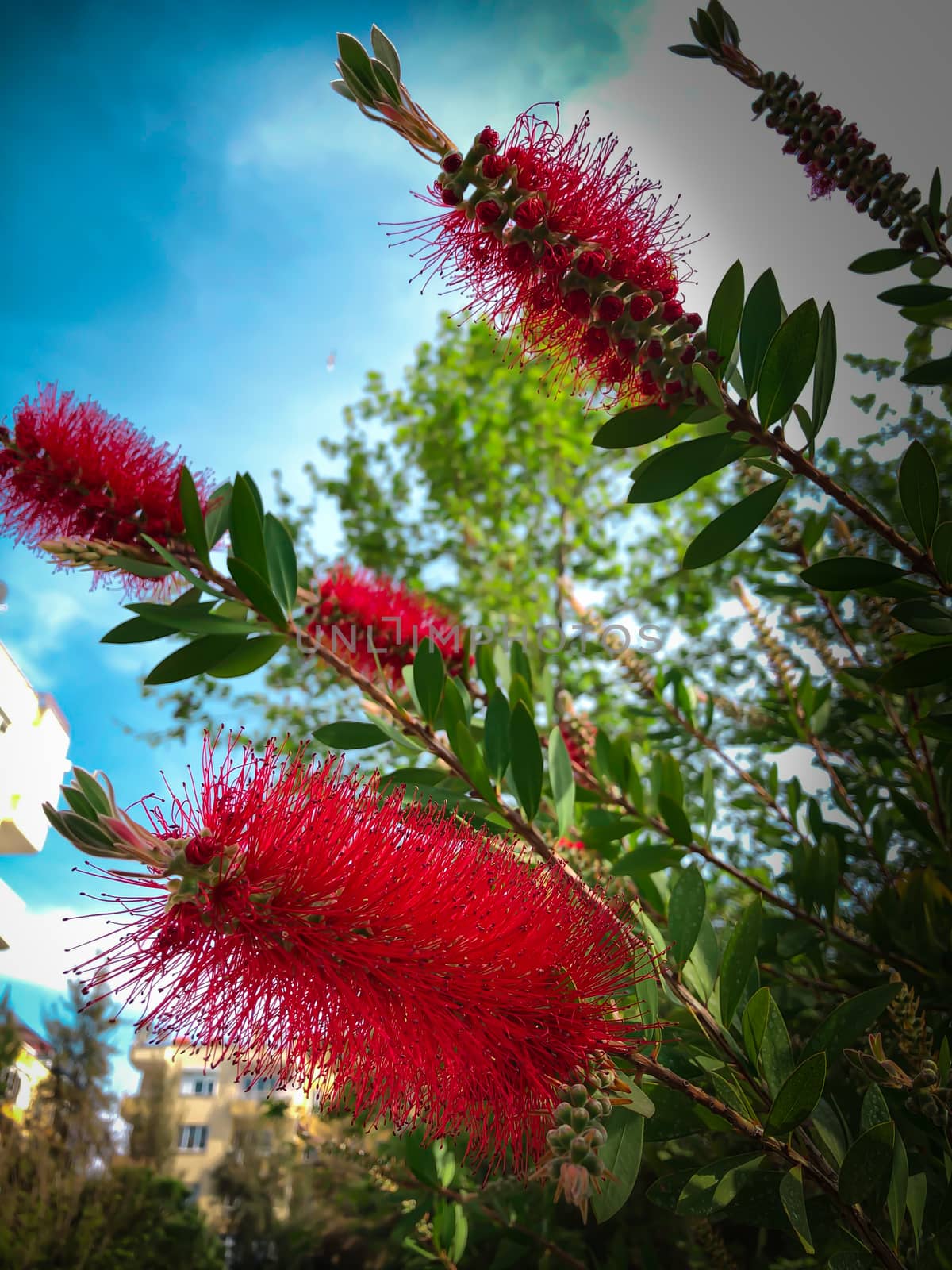 Red fluffy flower plant bush Crimson Bottlebrush Callistemon Myrtaceae on blue sky background, spring postcard