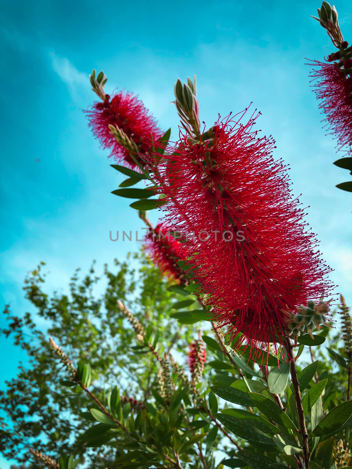 Red fluffy flower plant bush Crimson Bottlebrush Callistemon Myrtaceae on blue sky background, spring postcard