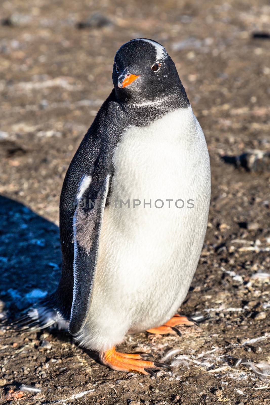 Fat lonely gentoo penguin chick enjoing the sun light at the Bar by ambeon