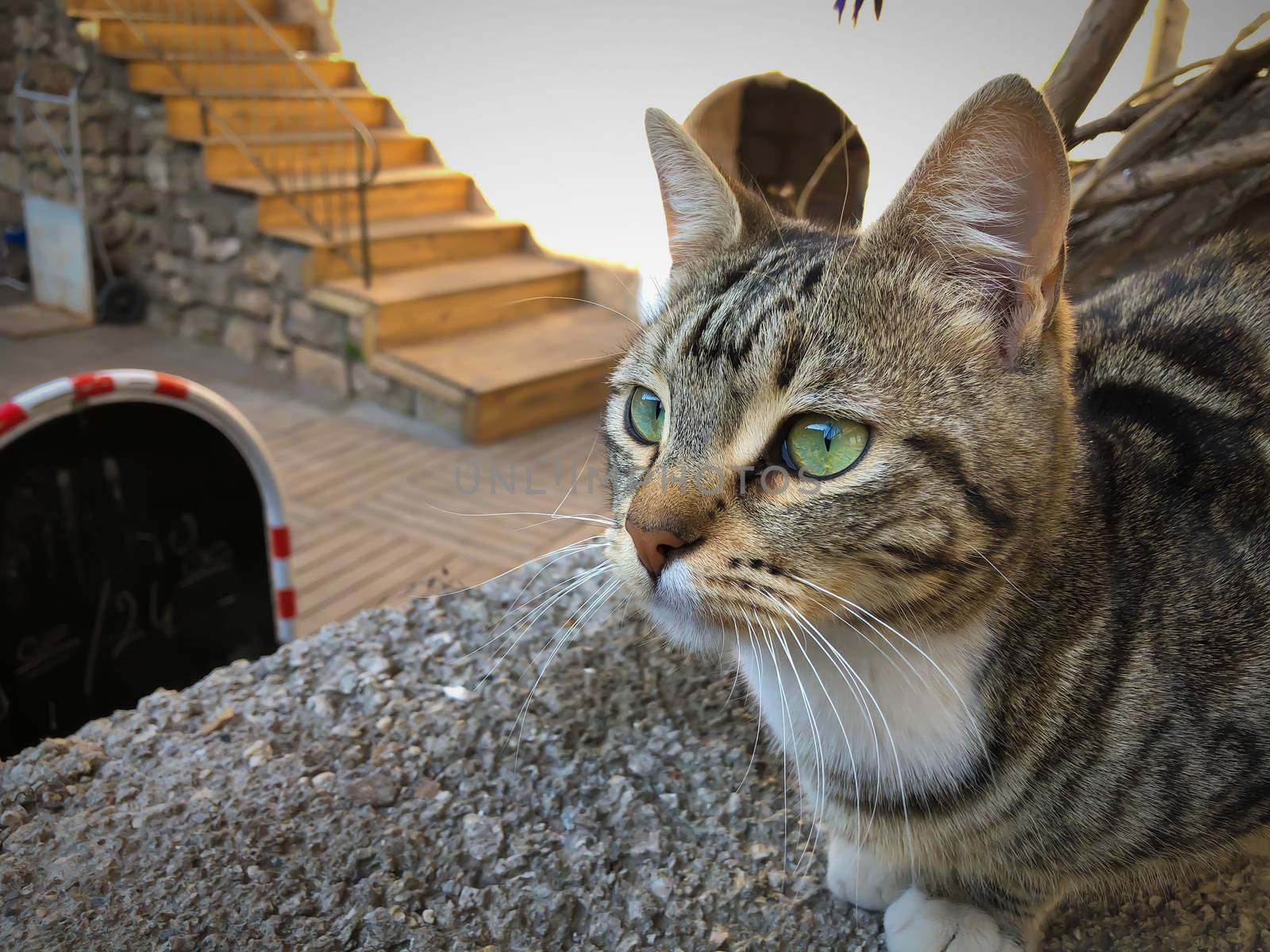 Close up gray and white cat with green eyes sitting and relaxing in Antalya old town