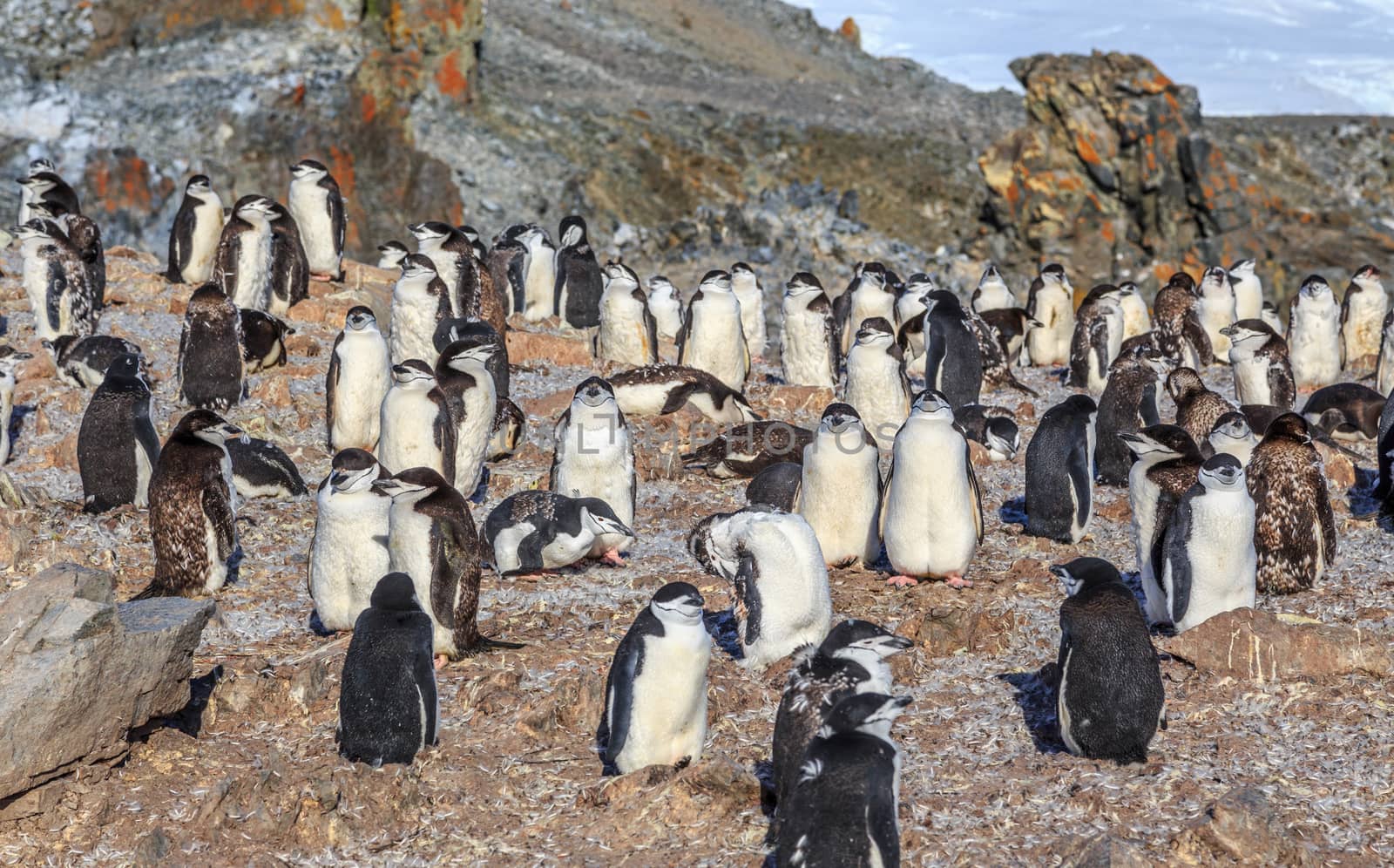 Big crowd of chinstrap penguins standing on the rocks at Half Mo by ambeon