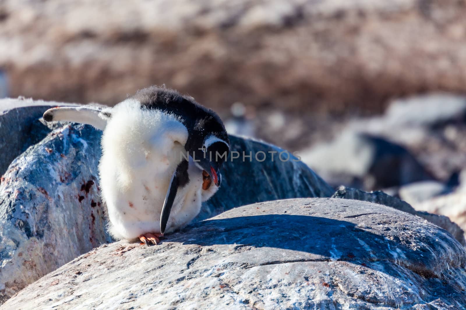 Itching Gentoo penguin on the rocks, Cuverville Island. Antarctic