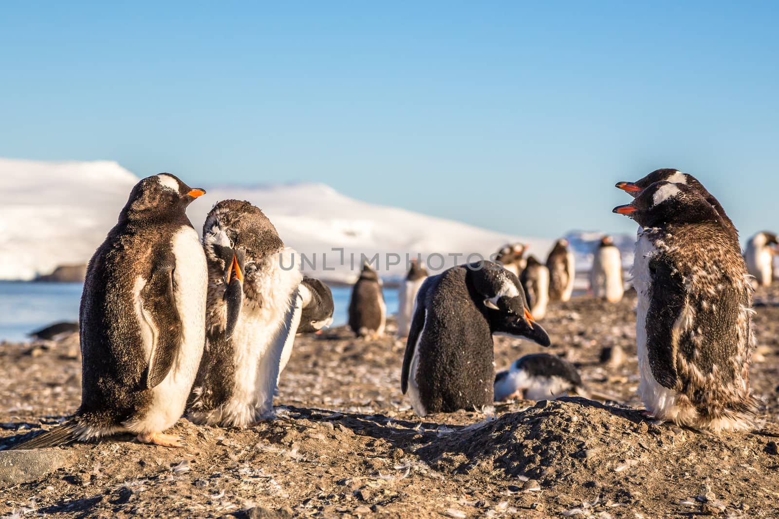 Funny looking gentoo penguins colony enjoing the sunbath and cle by ambeon