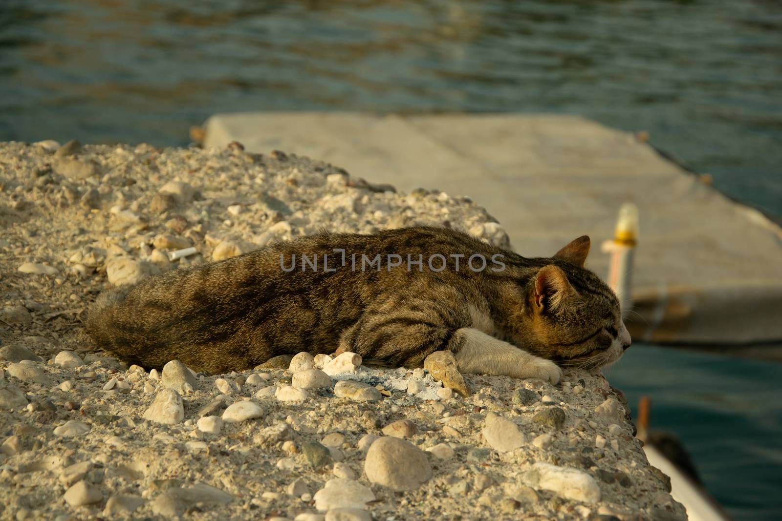 Close up of gray tabby cat with green eyes lies on a rock near t by AlonaGryadovaya