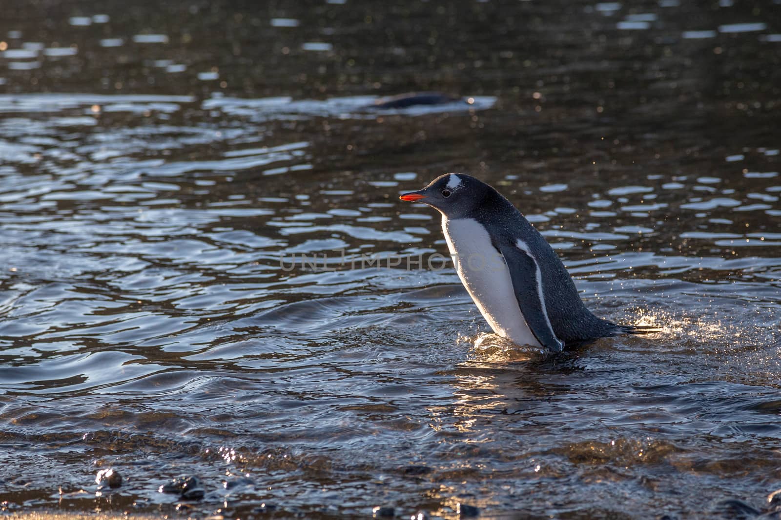 Wet gentoo penguin swimming in ocean water at the Barrientos Isl by ambeon