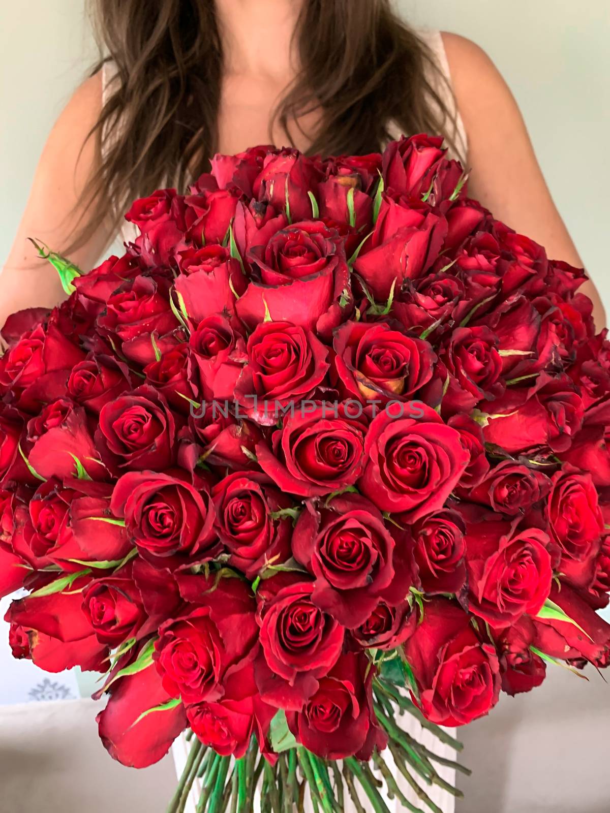 A young girl holding in hands a huge bouquet of 101 wonderful red roses. Front view
