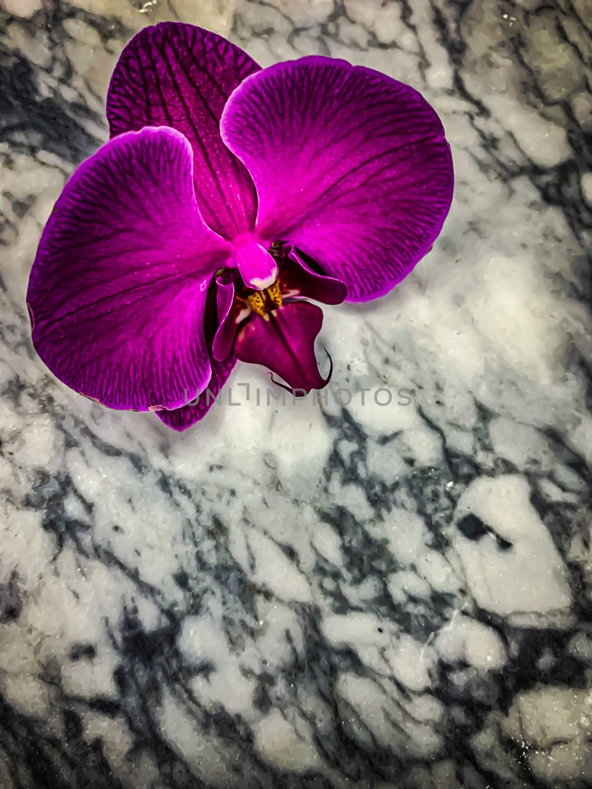 Mysterious Gothic purple orchid on a gray marble background. Vertical image Phalaenopsis wallpaper