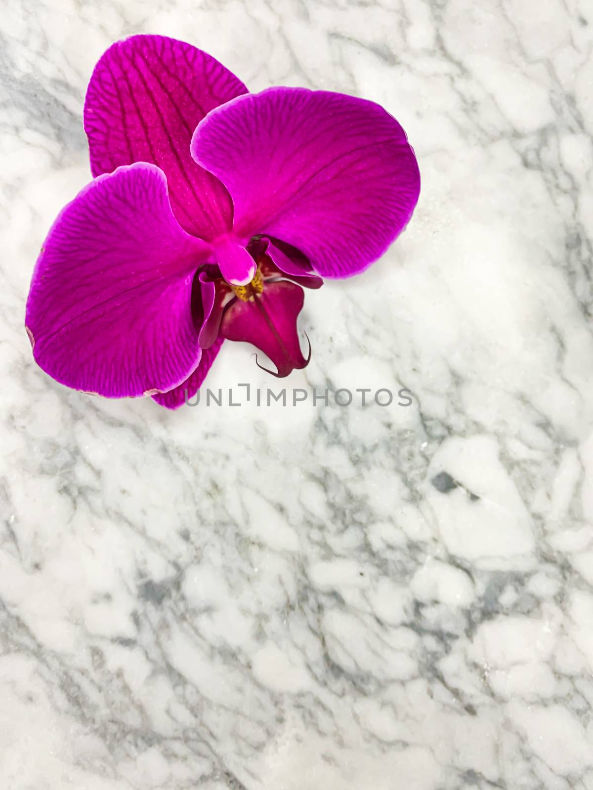 Purple Phalaenopsis orchid on a gray marble background. Vertical wallpaper postcard with empty space for text