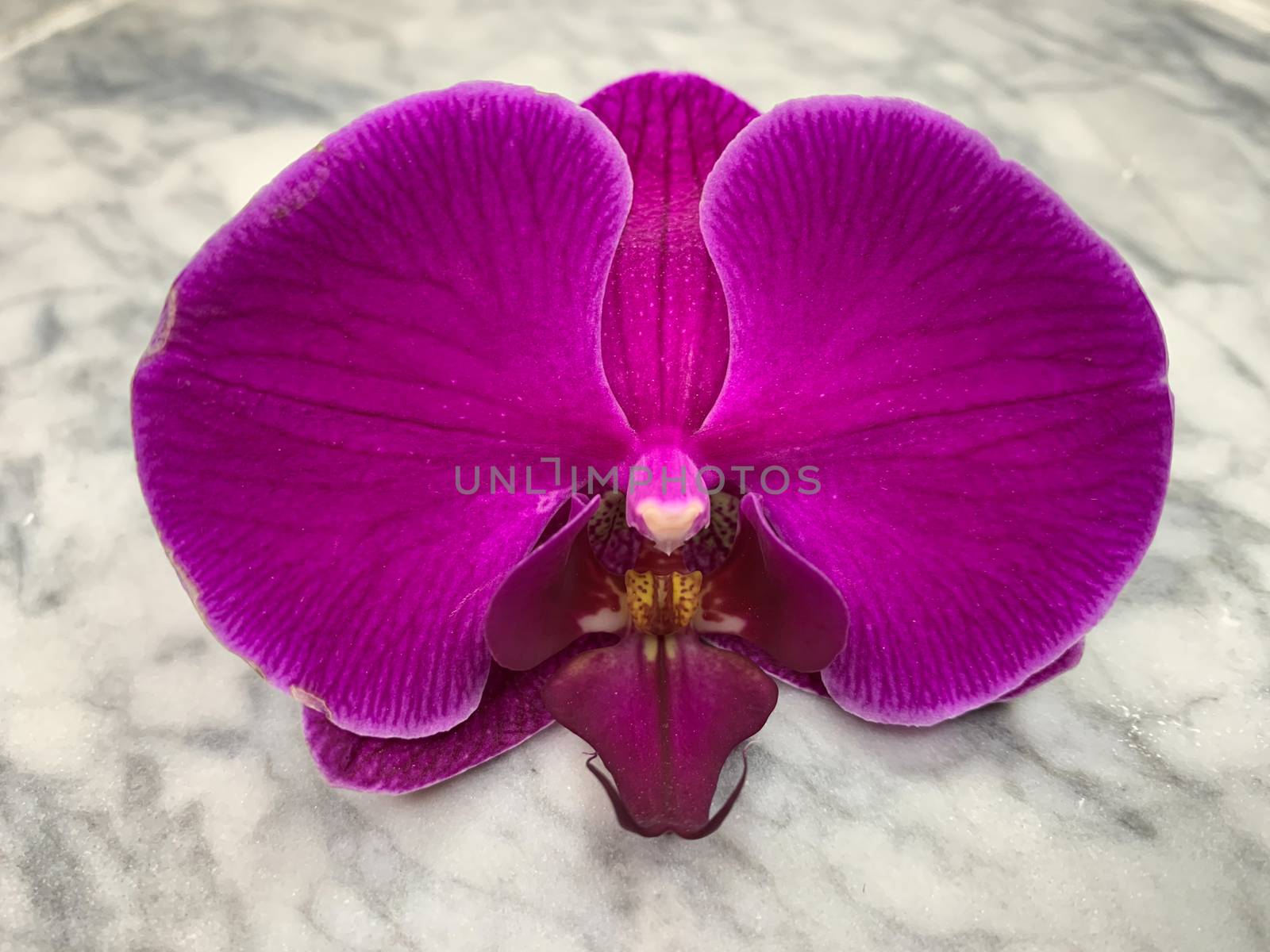 Purple Phalaenopsis orchid on a white gray marble background. Horizontal image wallpaper postcard  front view close up
